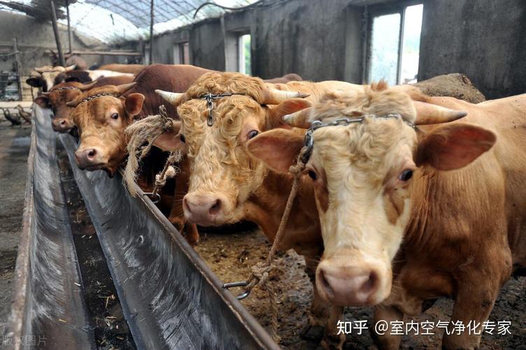 养殖场臭味重会导致畜禽易生病,怎样才能彻底除臭?