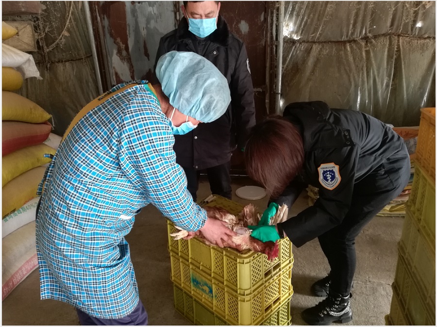 市农业农村局对我区秋季重大动物疫病防控工作进行验收
