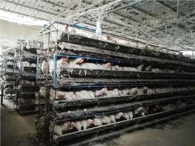 黔江水市乡:加强养殖场所监管 保障畜禽产品安全|畜禽|兽药|养殖场_新浪新闻
