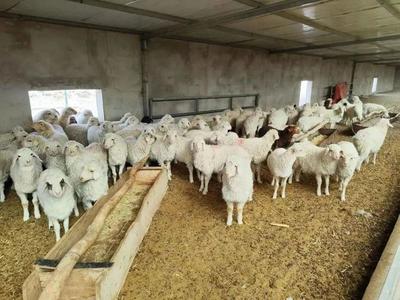 【"三抓三促"行动进行时】给力!金塔县今年春季畜禽补栏近30万头(只)
